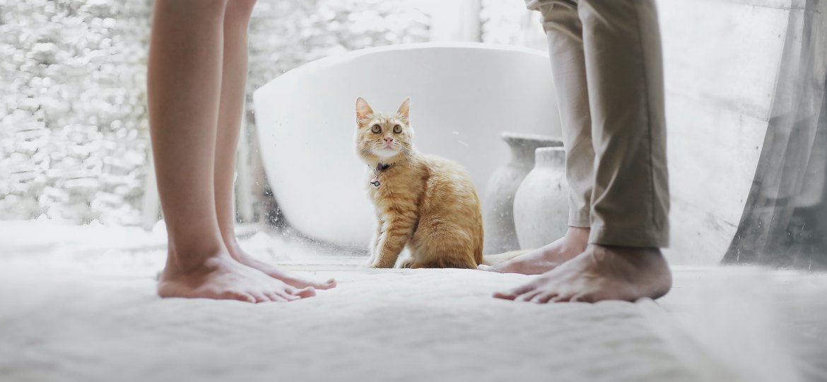 Cat staring up at owners