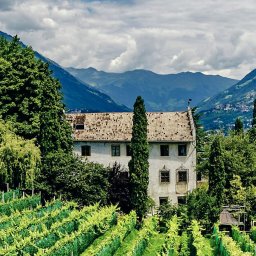 vineyard with house - overseas asset