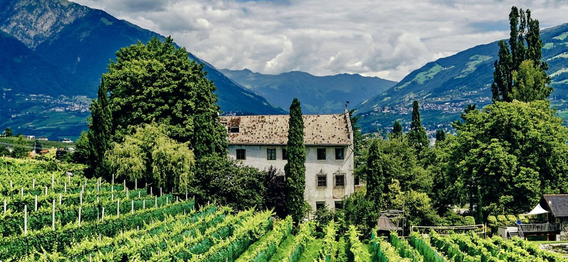 vineyard with house - overseas asset